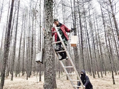 做“森林医生” 护林海苍翠 --乌尔旗汉森工公司森林病虫害防治站多举措开展林业有害生物防治工作